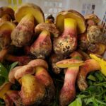 In China’s Yunnan province the mushroom Lanmaoa asiatica is known as “Jian shou qing.” When undercooked, it can cause hallucinations of tiny people dancing all over objects in view.
