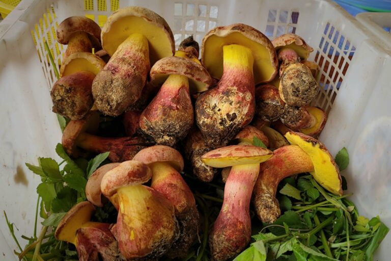 In China’s Yunnan province the mushroom Lanmaoa asiatica is known as “Jian shou qing.” When undercooked, it can cause hallucinations of tiny people dancing all over objects in view.