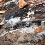 Mycelium growing on a log in a beech forest.