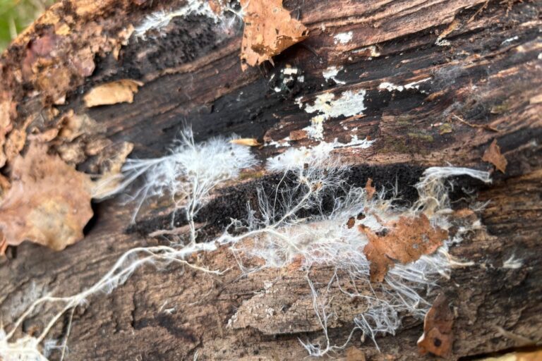 Mycelium growing on a log in a beech forest.