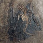 A fossil of Palaeochiropteryx Tupaiodon. It was found at the Messel Oil Shale in Germany and is about 47-48 million years old.