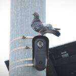 a pigeon nesting on top of a Flock camera attached to a lamp post