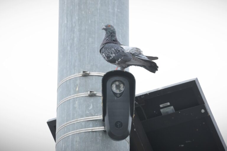 a pigeon nesting on top of a Flock camera attached to a lamp post