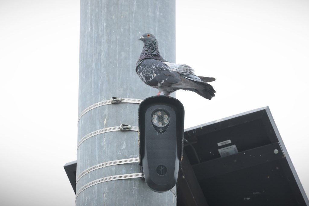 a pigeon nesting on top of a Flock camera attached to a lamp post