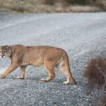 A puma crossing a road.