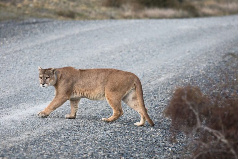 A puma crossing a road.