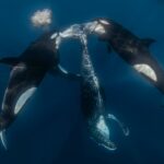 A photographer captures the aftermath of an orca hunt in Mexico.