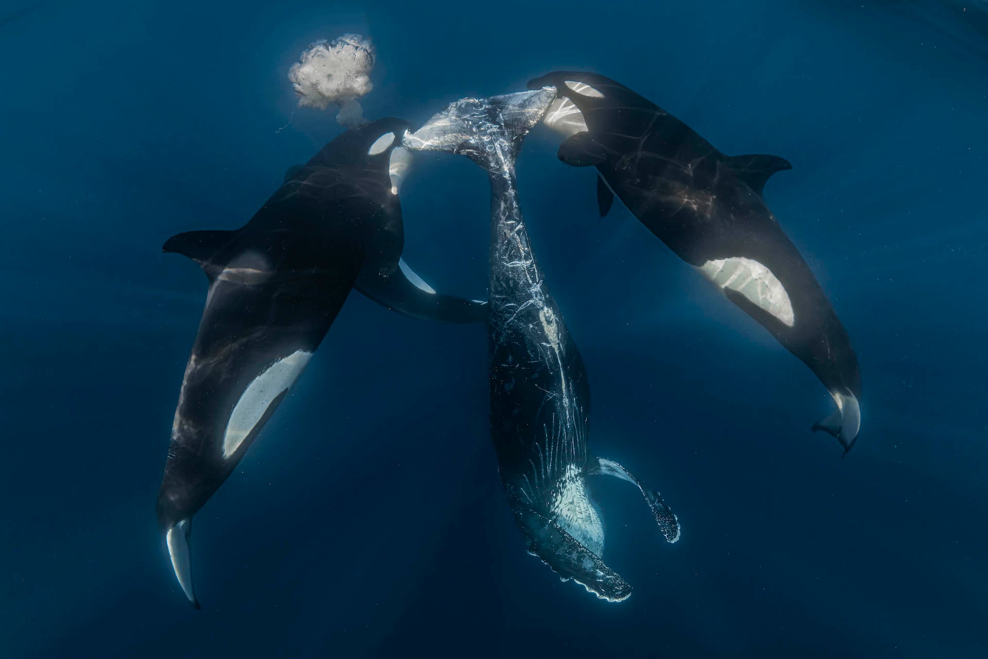 A photographer captures the aftermath of an orca hunt in Mexico.