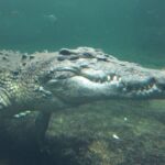Rex the Crocodile at the Sydney Wildlife World in Darling Harbour.