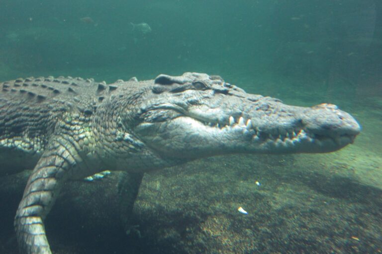 Rex the Crocodile at the Sydney Wildlife World in Darling Harbour.