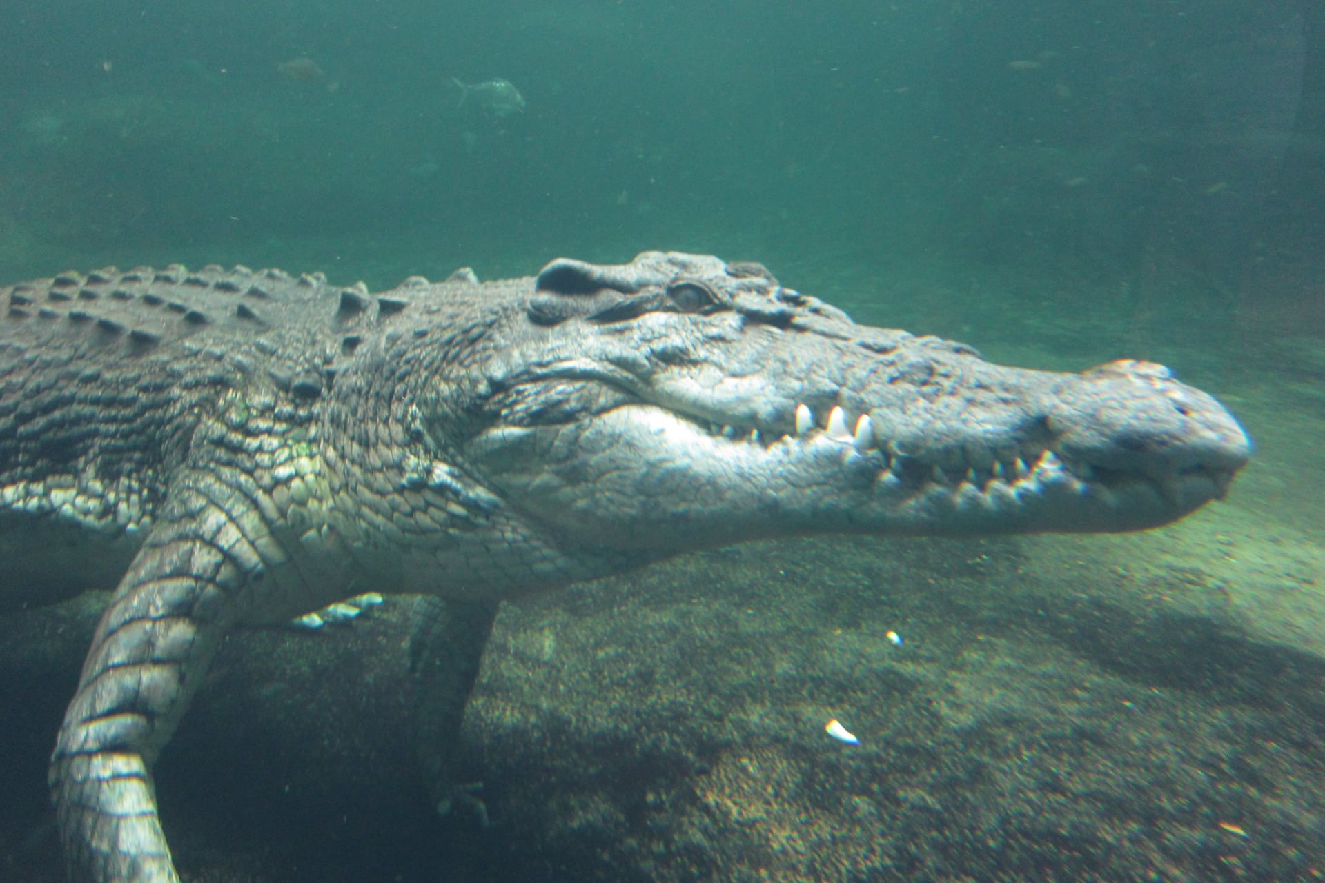 Rex the Crocodile at the Sydney Wildlife World in Darling Harbour.