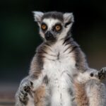 A ring-tailed lemur (Lemur catta).