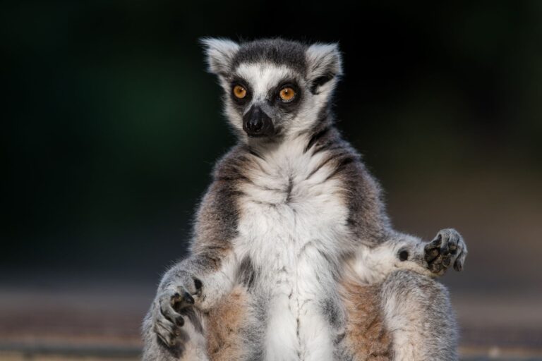 A ring-tailed lemur (Lemur catta).