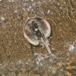 A round stingray blends in with the tidal flat sand of the Morro Bay State Marine Reserve along the central California coast.