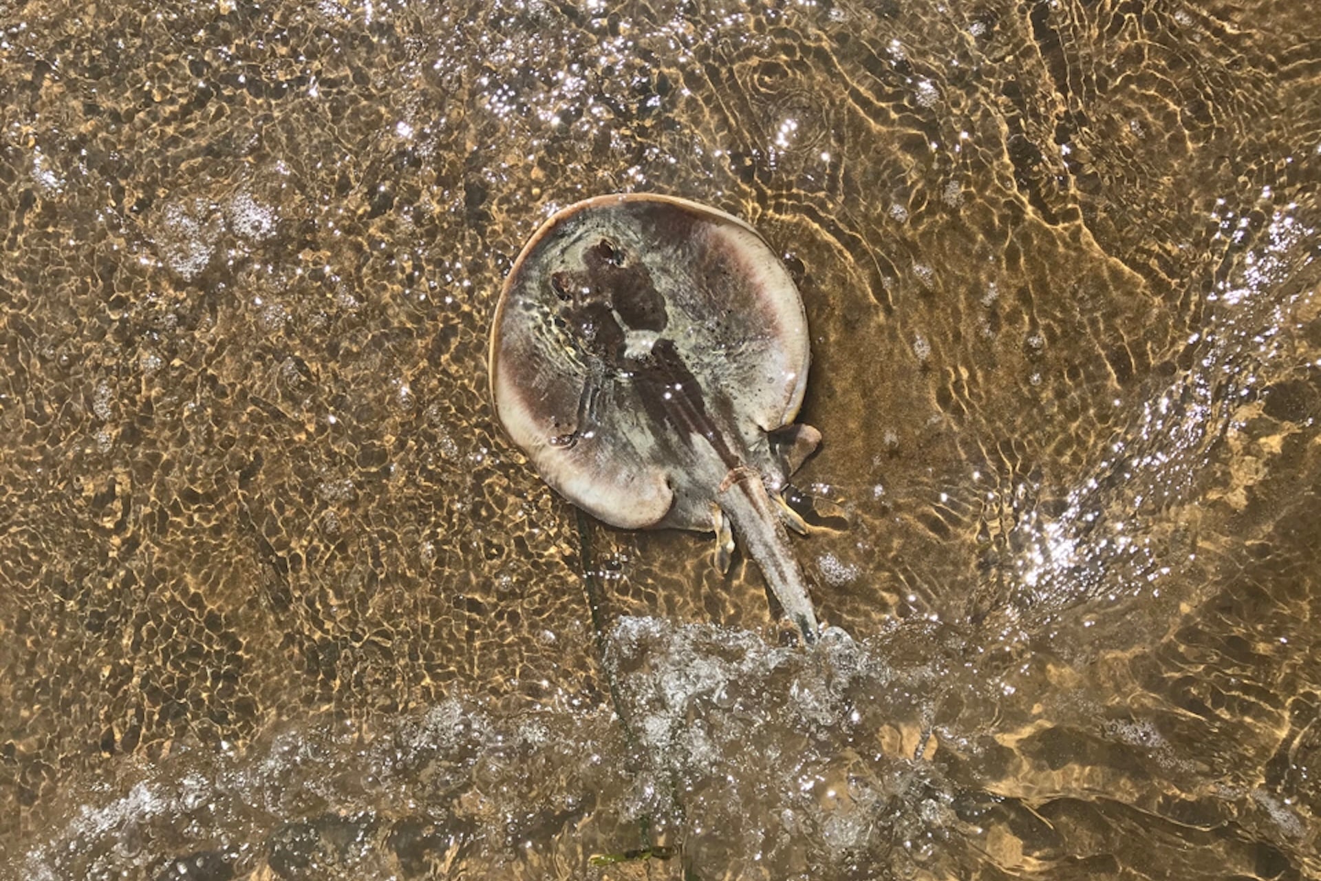A round stingray blends in with the tidal flat sand of the Morro Bay State Marine Reserve along the central California coast.