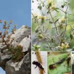 Various images of Saxifraga candelabrum, as well as the insects it traps and digests for nutrition.