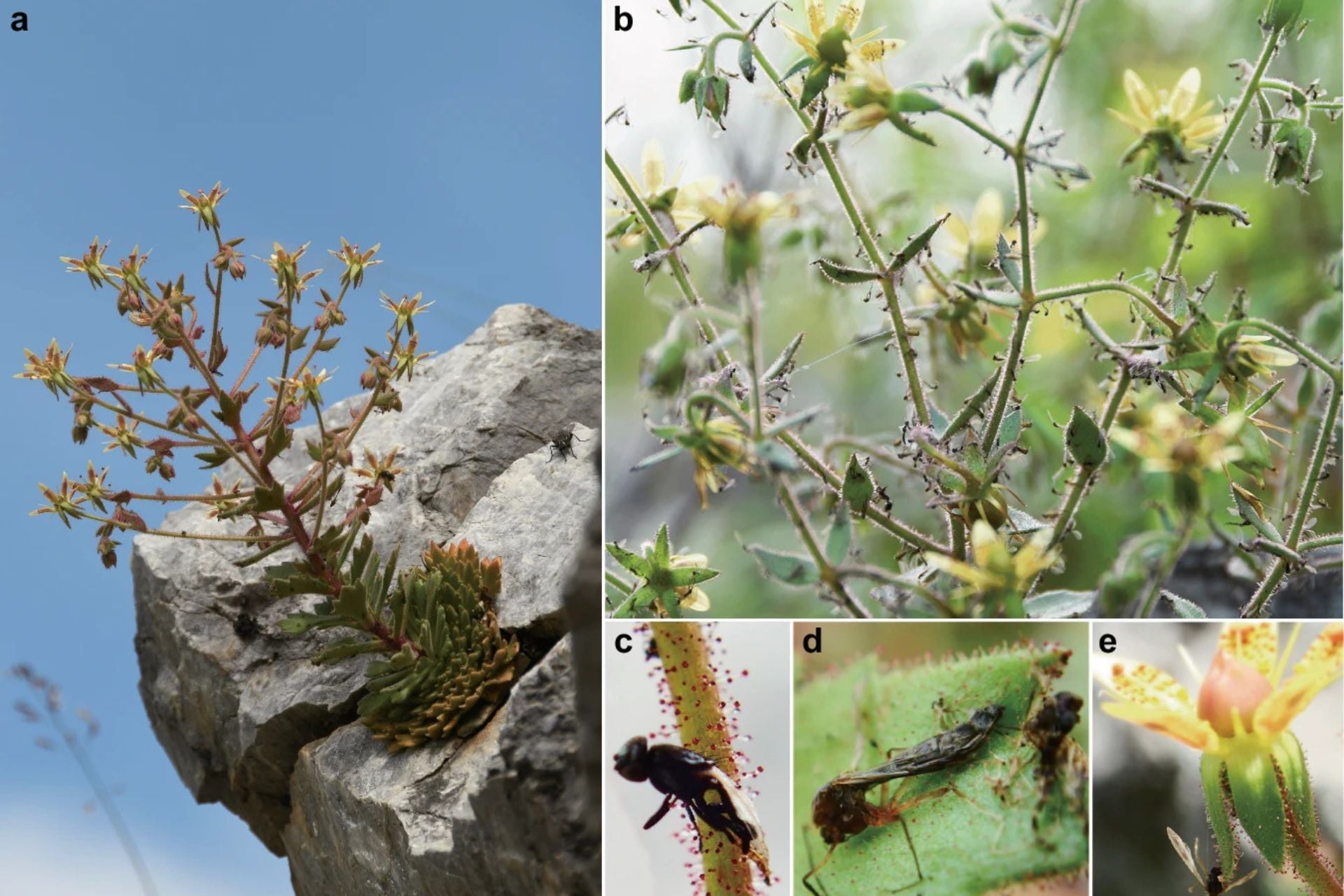 Various images of Saxifraga candelabrum, as well as the insects it traps and digests for nutrition.