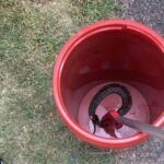 The cottonmouth snake removed from the high school student's football helmet.