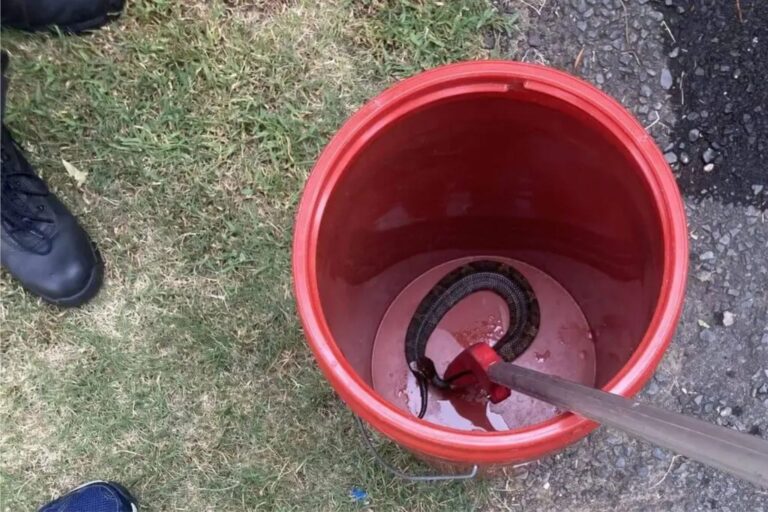 The cottonmouth snake removed from the high school student's football helmet.