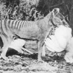 This 1921 image of a taxidermied Thylacine with a chicken in its mouth, was one widely distributed that may have contributed to the erroneous idea that it was a threat to livestock.