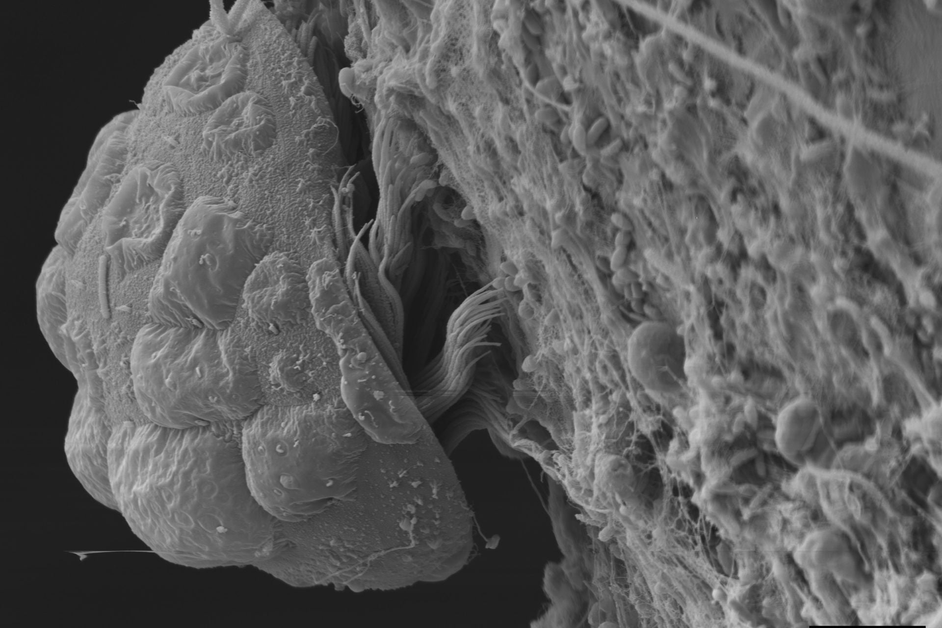tanystylum-kiixin-1 Tanystylum Kiixin