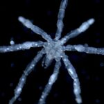 A Tanystylum kiixin sea spider.