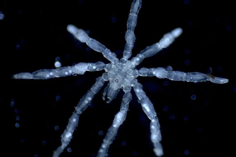 A Tanystylum kiixin sea spider.