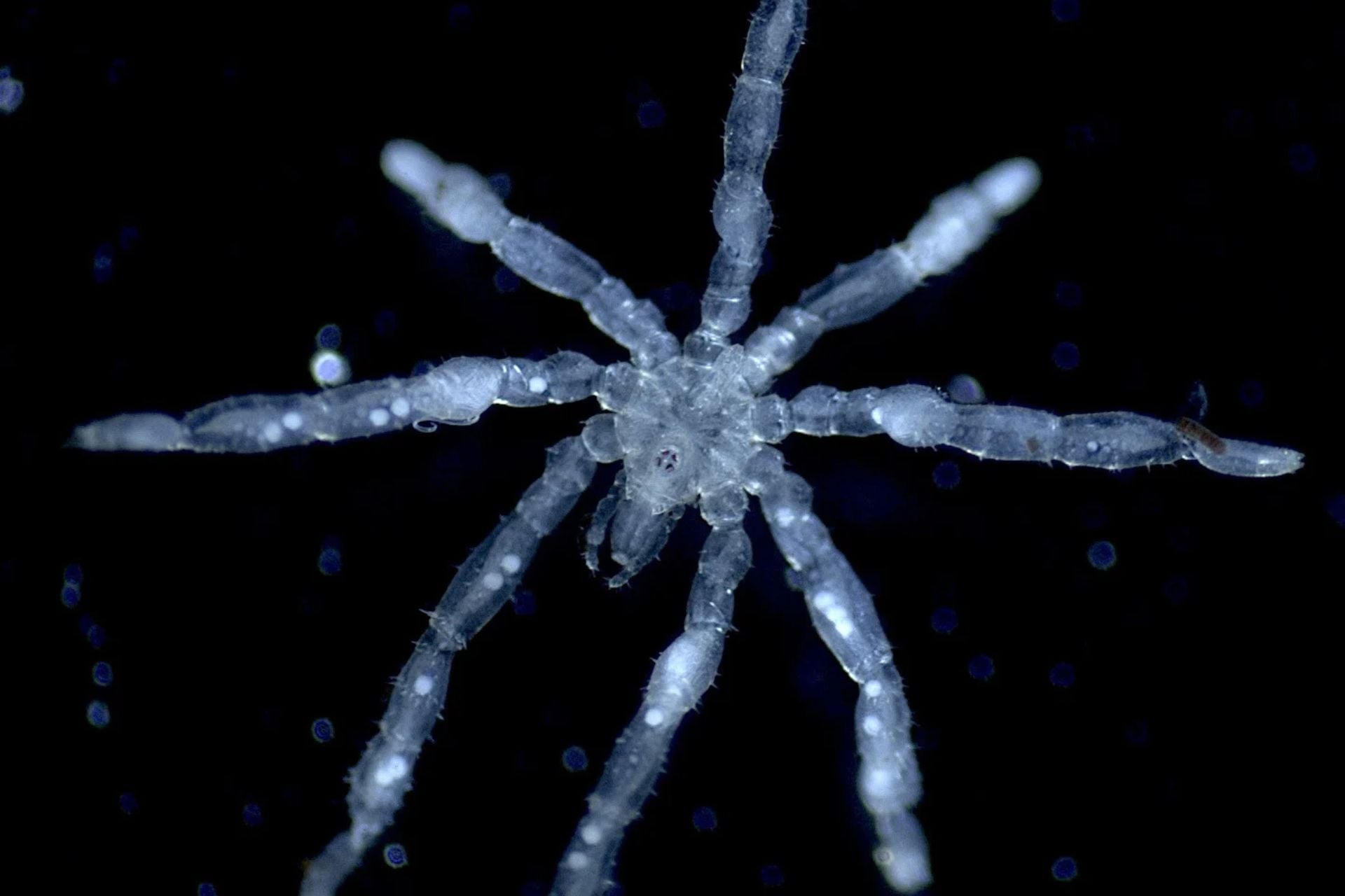 A Tanystylum kiixin sea spider.