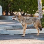 Coyotes have abandoned the chase over the past century in record numbers, choosing to seek easier meals by relocating to major metropolitan areas across North America, including Seattle.