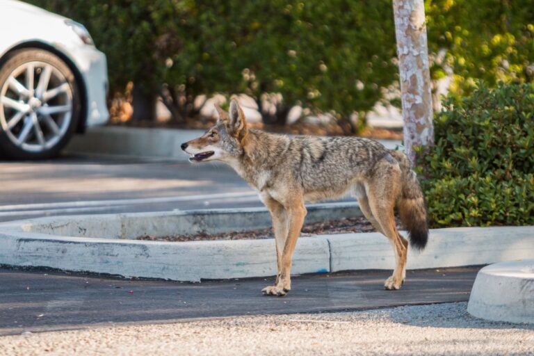 Coyotes have abandoned the chase over the past century in record numbers, choosing to seek easier meals by relocating to major metropolitan areas across North America, including Seattle.