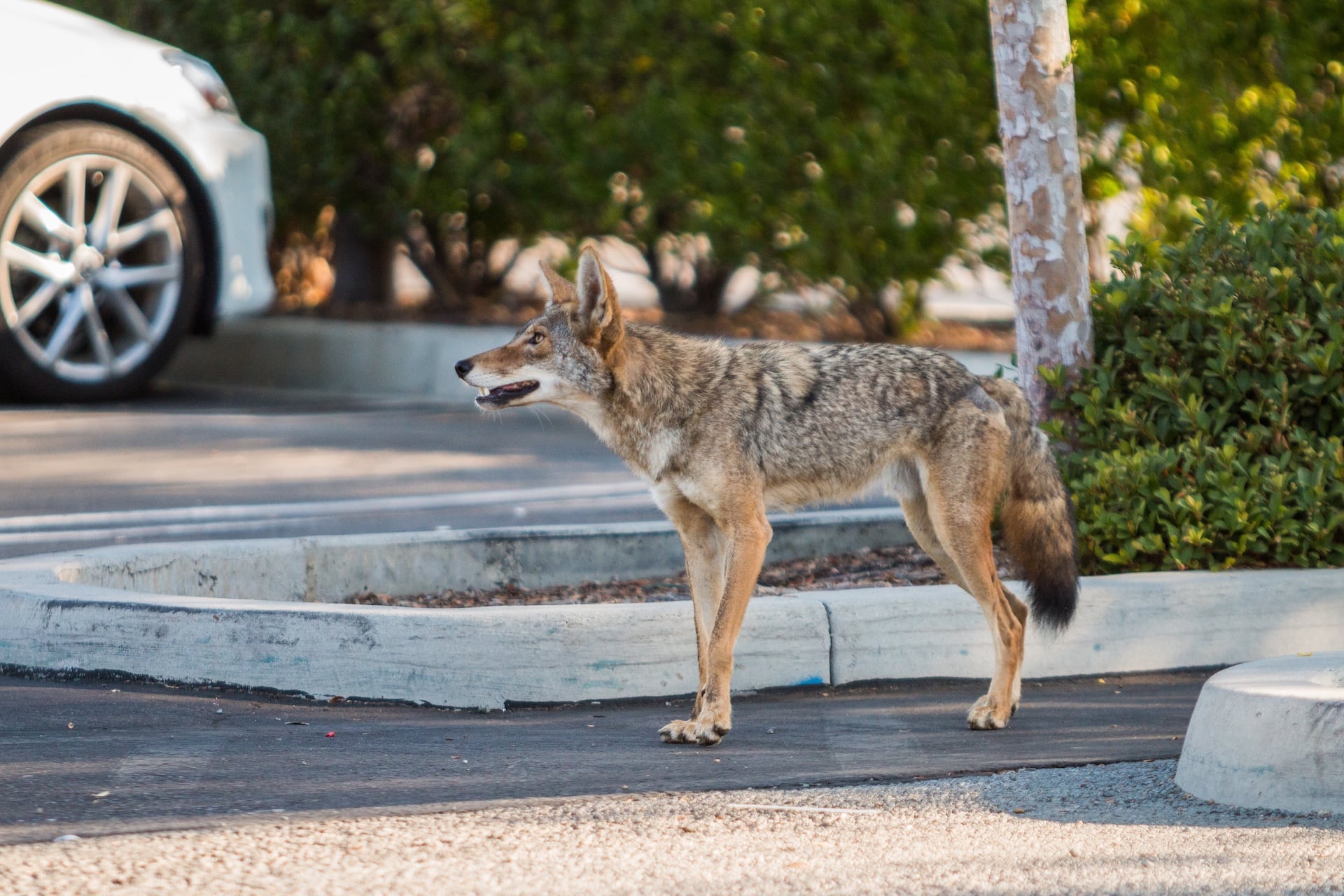 Coyotes have abandoned the chase over the past century in record numbers, choosing to seek easier meals by relocating to major metropolitan areas across North America, including Seattle.