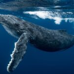 A curious Humpback whale calf in the emerald blue water of Tonga.