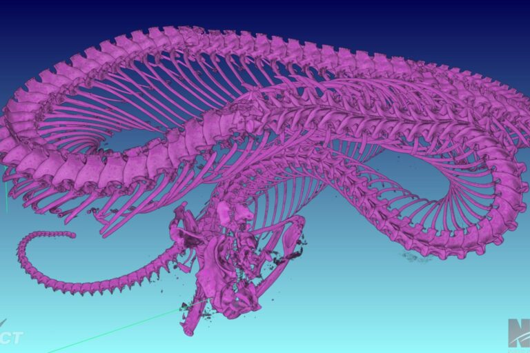 A CT scan of the entire skeleton of a spider-tailed horned viper.