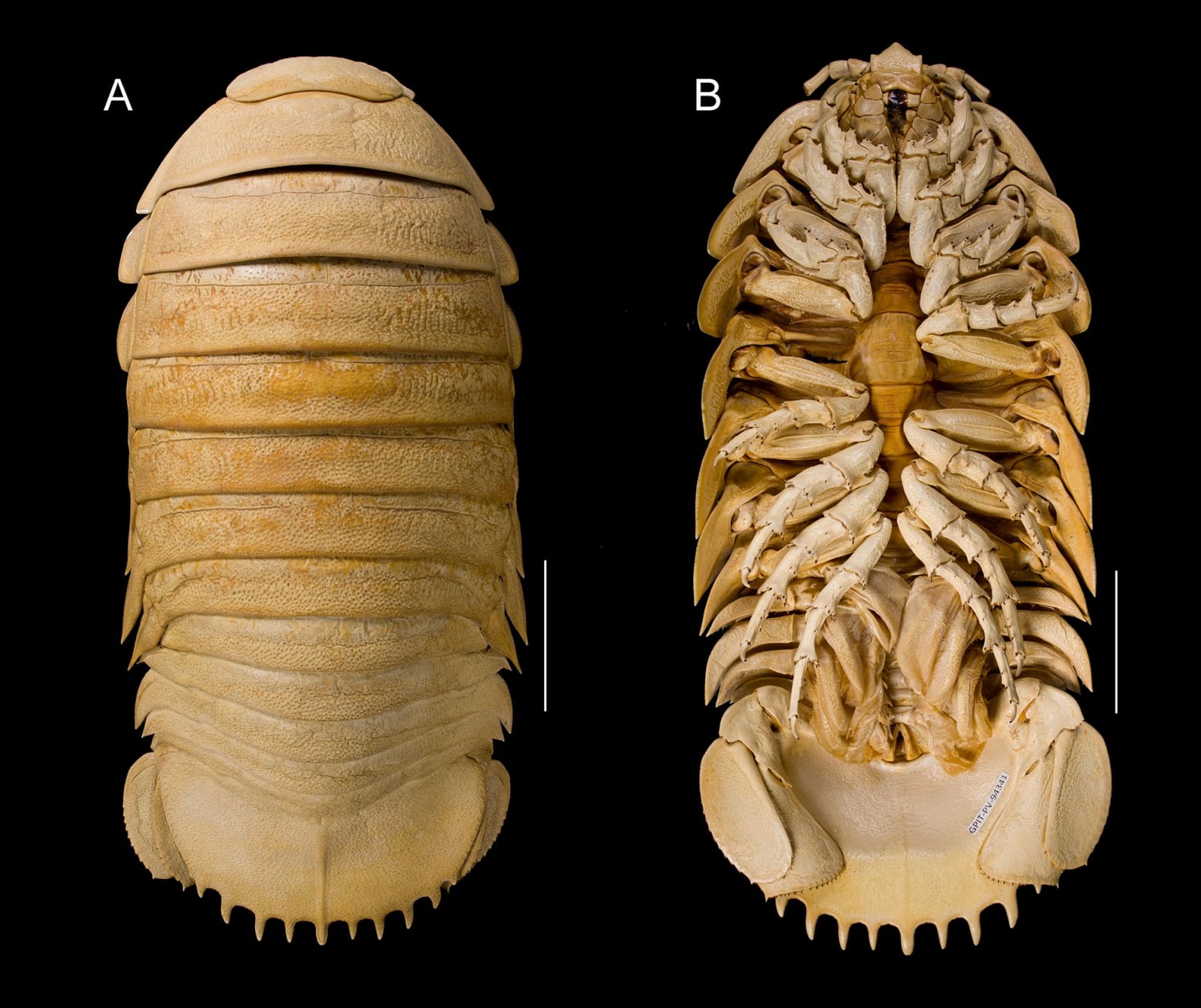 bathynomus-tuebingoborikensis-isopod-top-bottom Bathynomus tuebingoborikensis isopod top bottom