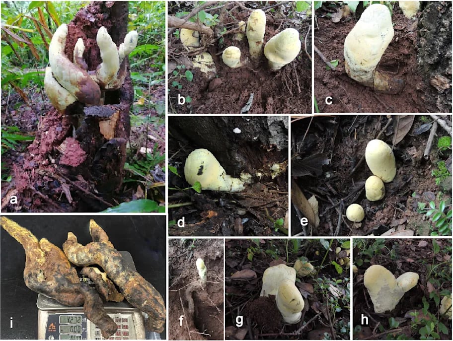 D Rex Fungus Multiple Images Asia