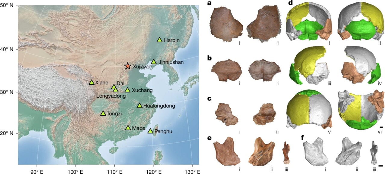Denisovan Geographical Locations Skulls Comparison