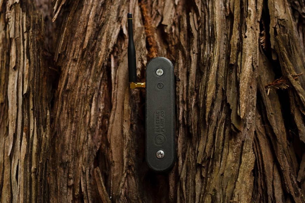 An electrical sensor is attached to a tree trunk.