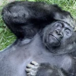 picture of a Silverback Gorilla at St Louis Zoo holding a hand to its head