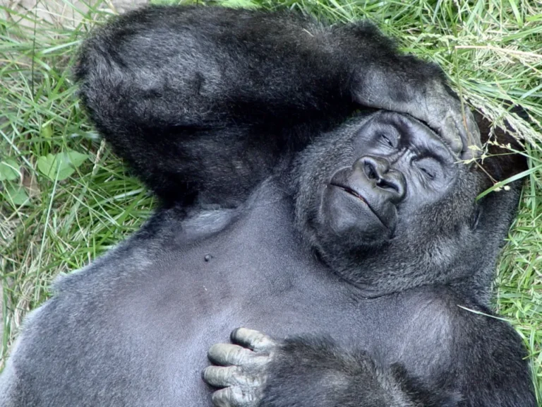 picture of a Silverback Gorilla at St Louis Zoo holding a hand to its head